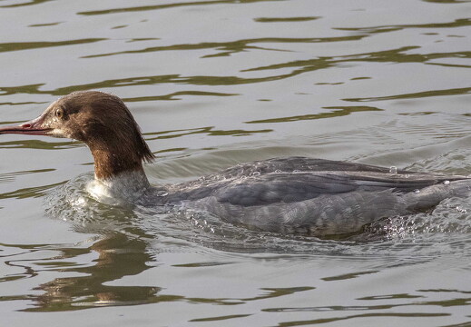 Favourite Bird Photographs