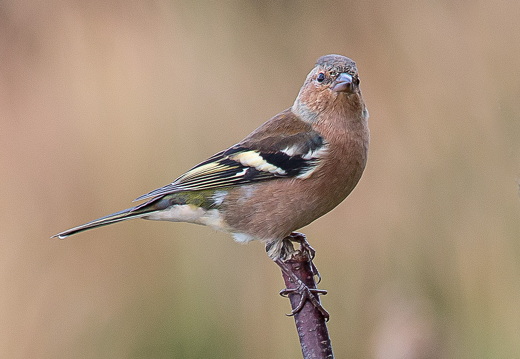 chaffinch 11271366213 o
