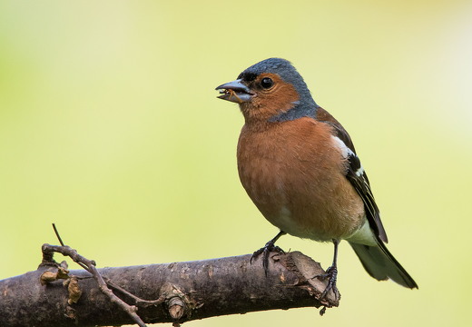 chaffinch 14231902738 o