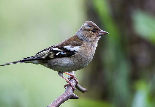chaffinch-2 14417219082 o