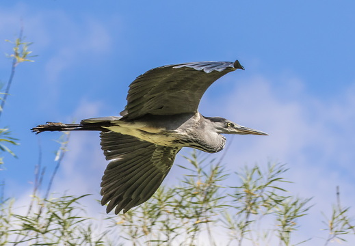 heron 29405769468 o