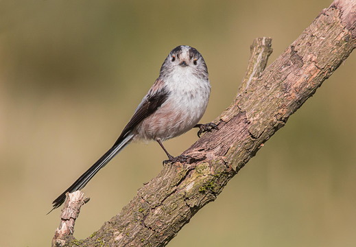 img 0221 16948771405 o