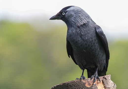 jackdaw 14257813814 o