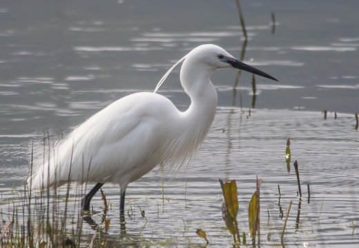 little-egret-2 13970860136 o