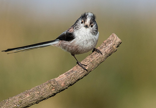 log-tailed-tit 16328700793 o