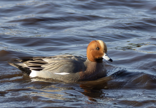 Martin Mere 260124 - 4