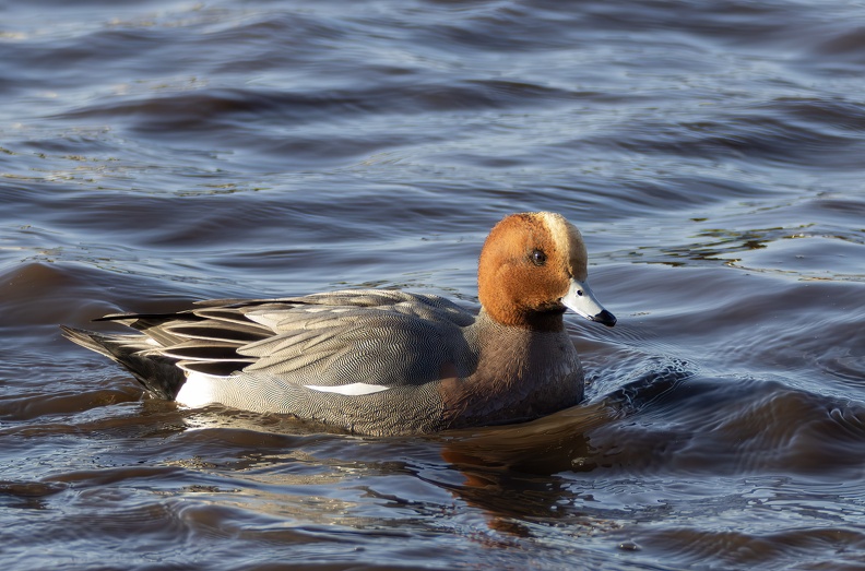 Martin Mere 260124 - 4.jpg