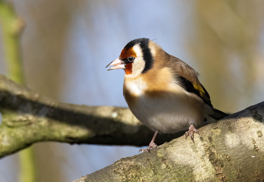 Martin Mere 260124 - 5