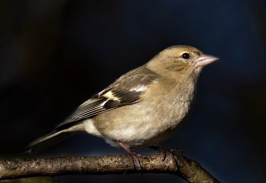 Martin Mere 260124 - 7