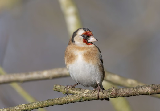 Martin Mere 260124 - 8