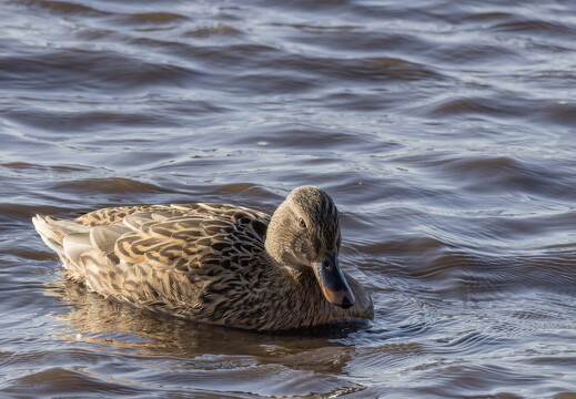 Martin Mere 260124 - 17