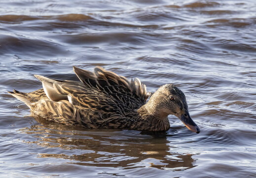 Martin Mere 260124 - 18