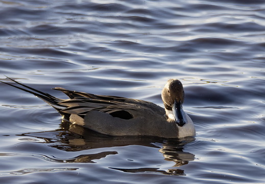 Martin Mere 260124 - 23