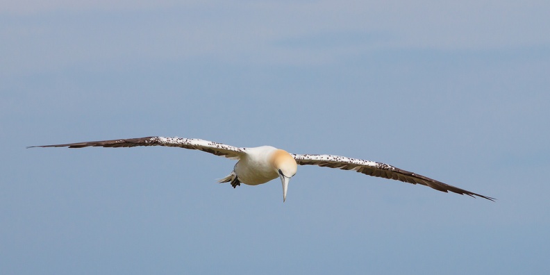 Bempton Cliffs - 7.jpg