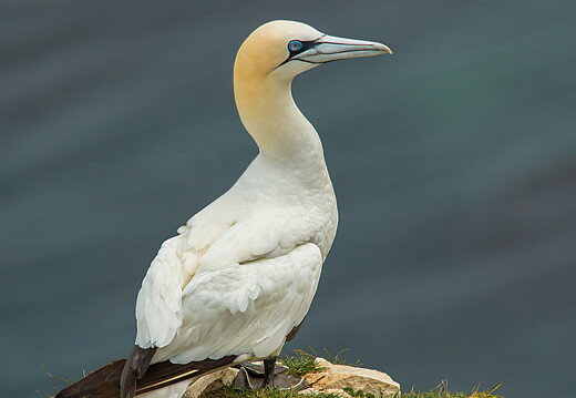Bempton Cliffs - 25