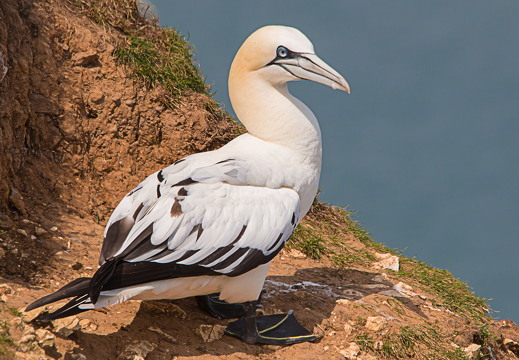 Bempton Cliffs - 27