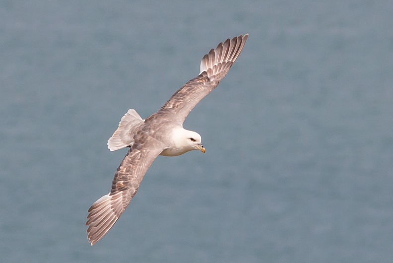 Bempton Cliffs - 35.jpg