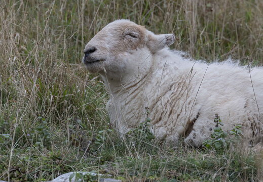 Great Orme Walk 2024 - 2