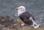 Great Orme Walk 2024 - 7