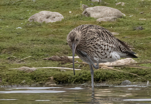 Conway RSPB Nov 2024 - 1