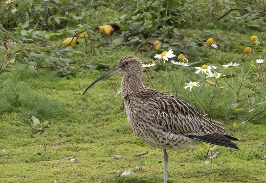 Conway RSPB Nov 2024 - 2