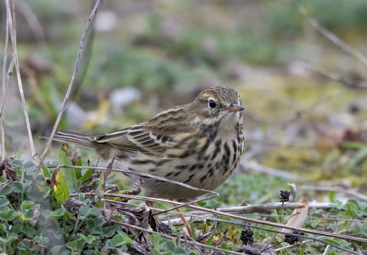 Conway RSPB Nov 2024 - 3