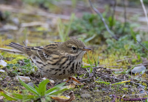 Conway RSPB Nov 2024 - 4
