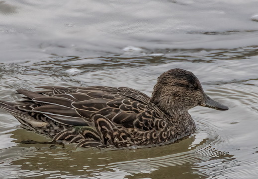 Conway RSPB Nov 2024 - 6