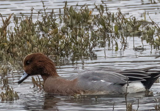 Conway RSPB Nov 2024 - 5