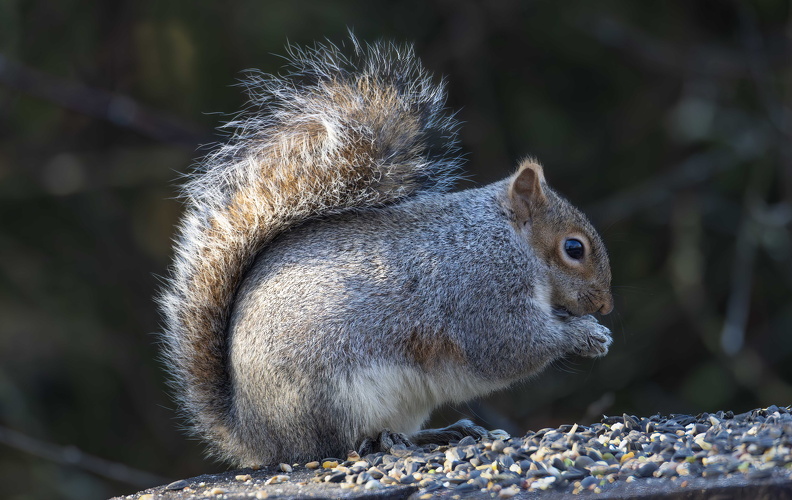 Pennington Flash Feb 25 - 7.jpg
