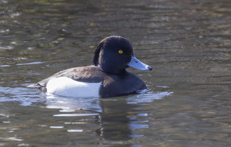Bakewell 2025 - 4.jpg