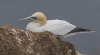 Bempton Cliffs July 2025 - 1