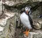 Bempton Cliffs July 2025 - 2