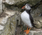 Bempton Cliffs July 2025 - 3