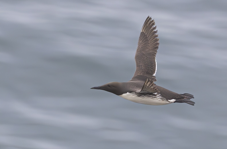 Bempton Cliffs July 2025 - 4.jpg