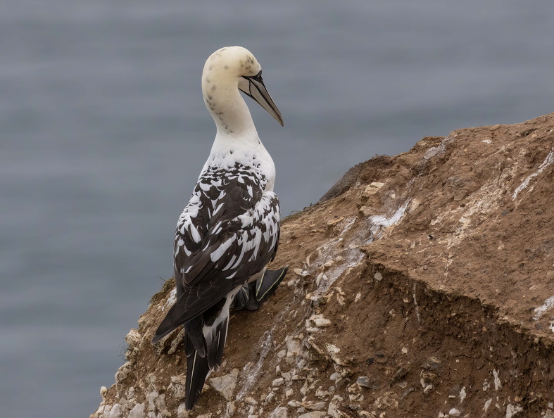 Bempton Cliffs July 2025 - 5.jpg
