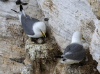 Bempton Cliffs July 2025 - 6