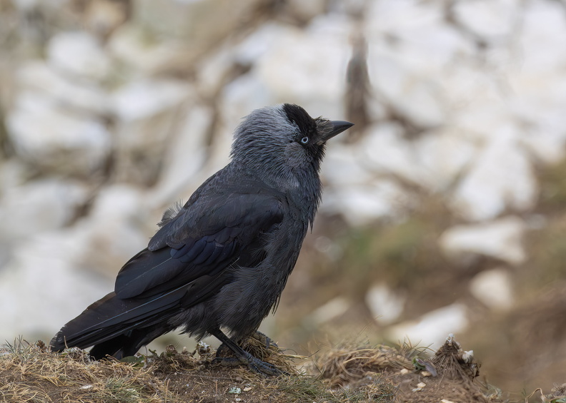 Bempton Cliffs July 2025 - 7.jpg