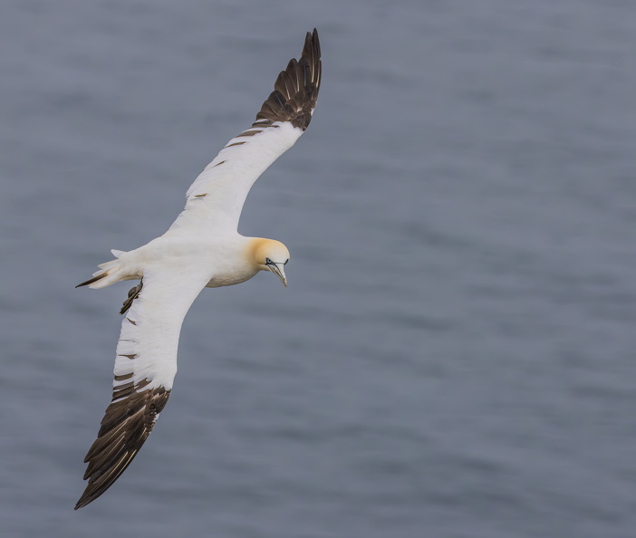 Bempton Cliffs July 2025 - 8.jpg