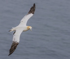 Bempton Cliffs July 2025 - 8
