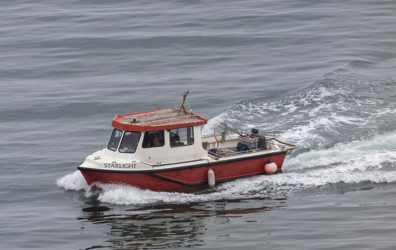 Bempton Cliffs July 2025 - 9.jpg