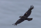 Bempton Cliffs July 2025 - 10