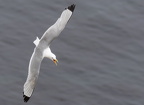 Bempton Cliffs July 2025 - 11
