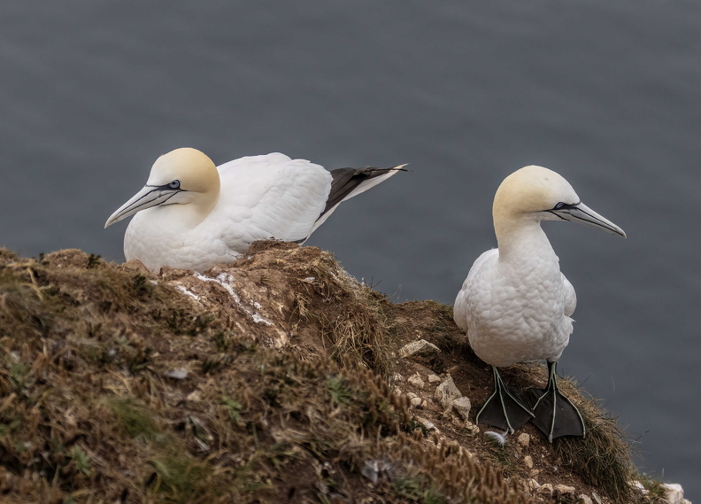 Bempton Cliffs July 2025 - 12.jpg