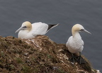 Bempton Cliffs July 2025 - 12