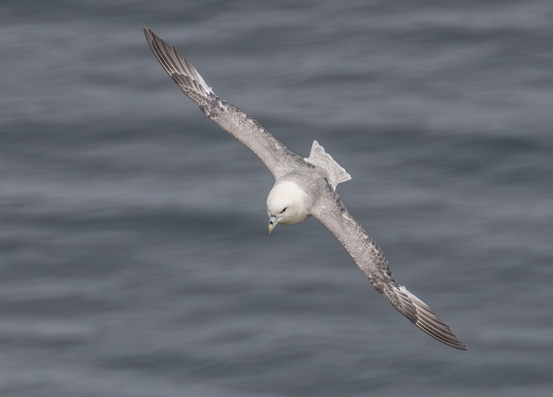 Bempton Cliffs July 2025 - 13.jpg