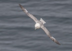 Bempton Cliffs July 2025 - 13