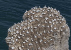 Bempton Cliffs July 2025 - 14