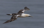 Bempton Cliffs July 2025 - 15