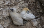 Bempton Cliffs July 2025 - 16
